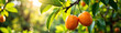 © Galeno - bright orange kumquat cluster hangs suspended sturdy branch amidst vibrant green leaves warm summer day soft golden