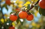 Orange persimmons ripen on a tree branch. Juicy fruit with green leaves glows in sunlight. Healthy harvest of sweet kaki in autumn orchard. Nature bounty.