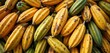 © Pete - Pile of fresh ripe yellow and green cacao pods ready for harvest. Cocoa fruit is the main ingredient for chocolate making. Natural raw produce on farm.