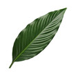 © Gustav - Vibrant green leaf isolated on a stark transparent background showcasing intricate vein details
