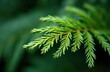 © Pete - Close-up on a delicate green cedar branch with small needles. The background is a dark blurred forest green creating a soft natural backdrop for this fresh verdant plant detail.