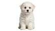 © Elowen - Isolated fluffy white puppy sitting cutely, a Bichon Frise with big dark eyes and soft fur