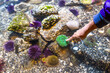 © unai - Child exploring marine life, touching green sea anemone in touch tank at aquarium