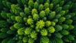 © Maryna - Drone flies over dense green pine forest canopy. Evergreen trees from above show varying shades of green. Nature landscape viewed from high overhead.