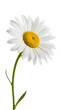 © MDSHAIM - White daisy flower isolated on transparent background with yellow center