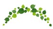 © PNG Stock - Arch of fresh green leaves arranged in a natural flow isolated on white background