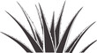 © Musfiqur - Black and white line of aloe vera plant leaves foliage
