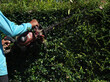 © sittinan - hand working cutting tree in plant