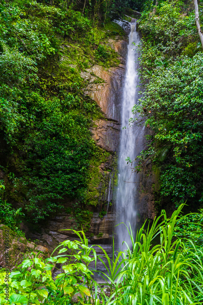Forest waterfall with fresh flowing water and lush vegetation