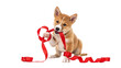© monoura - Adorable puppy playing with red ribbon on white background