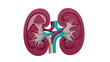 © Corman - Isolated human kidney organ illustration rendering design for medical or science studies