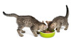 © Tatyana Sidyukova - Two adorable tabby kittens eating from a green bowl on white background.