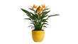 © Jn - Bird of paradise plant in yellow pot isolated PNG, tropical flower arrangement for home decor and exotic floral designs