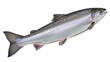 © Jn - Fresh Atlantic salmon isolated PNG on transparent background, whole raw fish with silver scales and black spots for healthy eating and seafood concepts