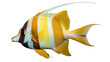 © Jn - Striking yellow and white striped fish PNG isolated on transparent background, colorful aquatic animal with long dorsal fin for design use