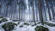 © ArtPixel-Portfolio - Spruce tree forest covered in fresh snow on rocky ground in a foggy winter landscape creating a serene mood