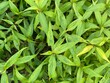 © Thanatwarat - vibrant Vietnamese Coriander leaves, featuring slender pointed shapes and natural green patterns in a dense, lush garden