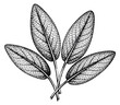 © cac_tus - Vintage sage leaves set with detailed veins hand drawn outline illustration