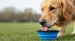 © OlgaNeuroArt - Golden Retriever dog drinking water from a portable blue bowl in a park. Thirsty pet hydrating outdoors with copy space