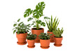 © lovehidden - Group of various green houseplants in orange terracotta pots isolated on a transparent background