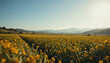 © Creative Assets Hub  - Field of yellow flowers with mountains in background landscape nature