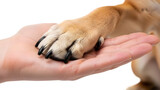 Dog paw resting on human hand isolated on a transparent background animal