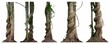 © seesulaijular - Forest tree trunks with climbing vines twisted liana plant and green leaves  isolated on white background, clipping path included.