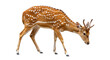 © HillTract - Deer isolated on a transparent background