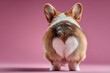 © Vovmar - A Welsh Corgi dog stands with its backside showing its fluffy butt in the shape of a heart on a pink background with copy space