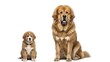 © Sri - Adorable Tibetan Mastiff puppy and adult dog comparison side by side.