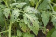 © Jason - sick tomato leaves with black disease spot