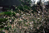 kwiat gaury z kroplami wody pod słońce, Gaura Lindheimera - Gaura lindheimeri, krople wody po deszczu na kwiatach gaury, gra świateł, wschód słońca, gaura flower with water drops against the light,