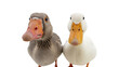 © Farzana - Close-up portrait of a grey goose and a white duck isolated on white background