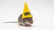 © AC's Inspired Images - mouse wearing a dunce cap hat, dim, dumb, stupid, on a white background, animal photo