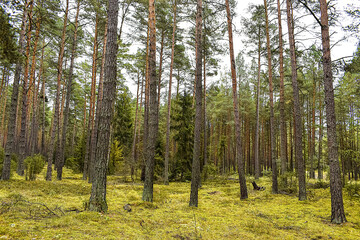  Pine forest with moss carpet and soft diffused natural light