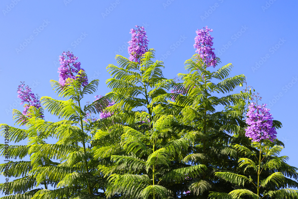 Elsware Tree Jacaranda mimosifolia is a sub-tropical tree native to south-central ...