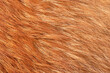 © Lesia - Natural fox fur macro photo as a background.