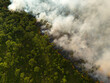 © bilanol - Controlled prescribed burn in Florida forest, with low flames consuming dry underbrush and smoke drifting steadily above the trees