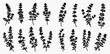 © Akun - Set of hand-drawn thyme sprigs, black silhouettes on a transparent background, perfect for culinary and herbal designs.