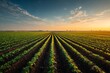 © Frame Stocks - view of a vast agricultural field at sunrise