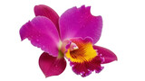 Isolated delicate purple orchid blossom with water droplets is vibrant and beautiful