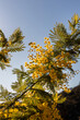 © Simplementbeau. - Branche de mimosa en fleurs en gros plan sur fond de ciel bleu