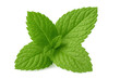© Krtola  - Fresh green mint leaves sprig with vibrant natural texture on transparent background, herbal flavor ingredient