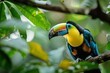 © nsit0108 - Colorful keel billed toucan perches on a branch surrounded by lush green foliage in a tropical rainforest
