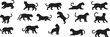© GOLAPI - Black panther silhouette collection wild big cat movement poses animal vector illustration isolated on white background predator design