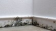 © Kenny - Mold growth in home interior wall corner - potential health hazard and maintenance issue