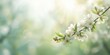 © The 2R Artificiality - Branch of blooming white apple tree flowers in early spring used as a decorative floral background for greeting cards or postcards, seasonal theme