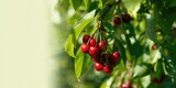 Sweet ripe cherries hanging from a tree branch in the garden, natural fruit ripening and seasonal harvest