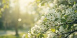 Detailed view of a flowering tree with tiny blossoms, highlighting early spring bloom patterns, World Nature Conservation Day