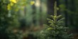 © Rizvan - Coniferous tree shoots in forest science for dendrology research and medicinal applications, highlighting conservation efforts